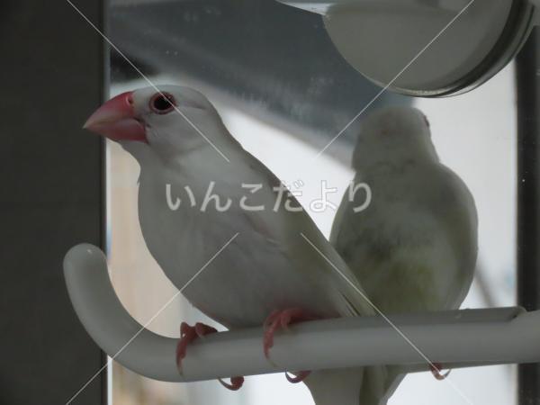 迷い鳥の写真