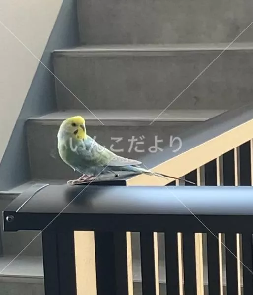 保護鳥の写真