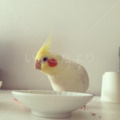 迷い鳥の写真