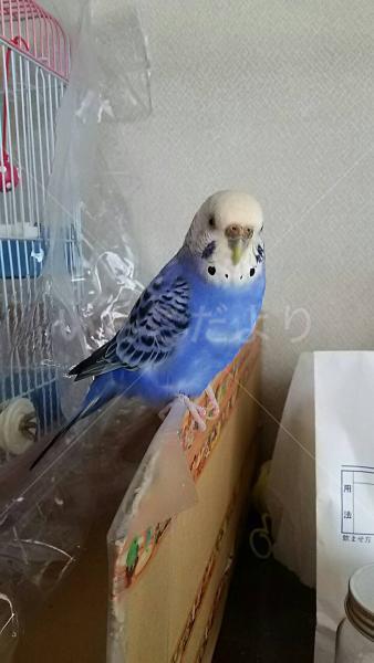 迷い鳥の写真