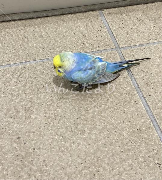 保護鳥の写真