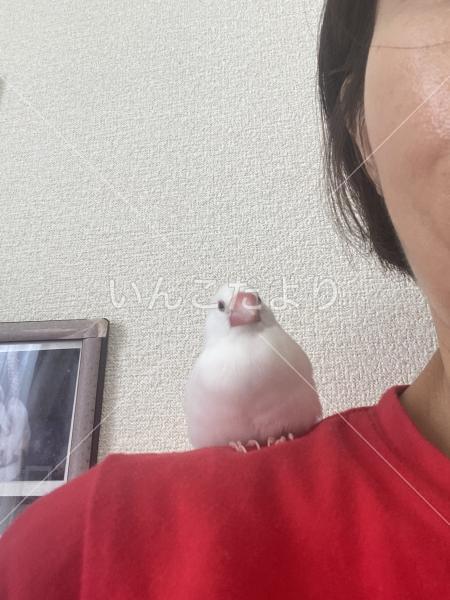 迷い鳥の写真