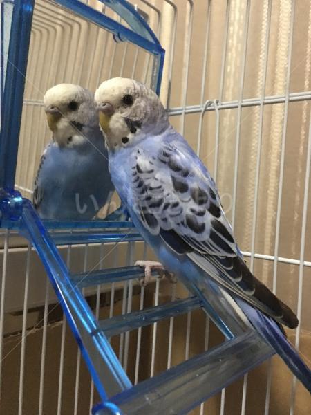 保護鳥の写真