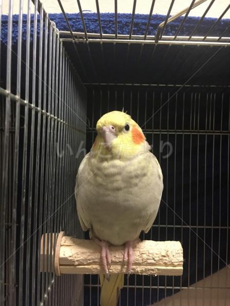 保護鳥の写真