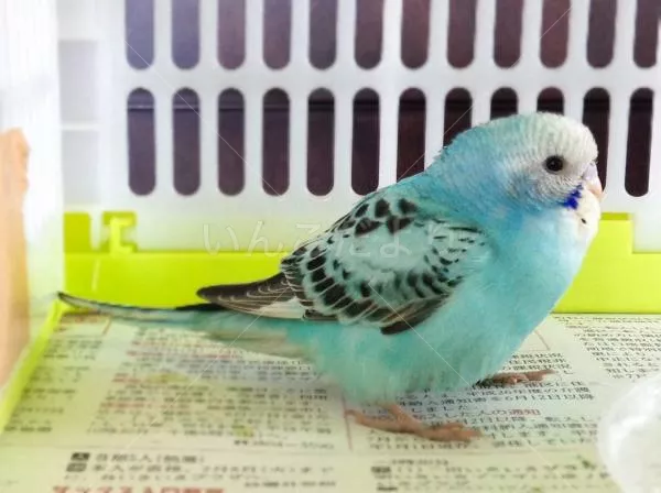 保護鳥の写真