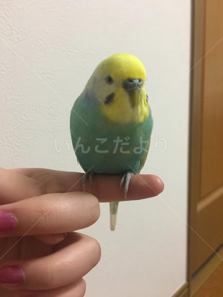 迷い鳥の写真