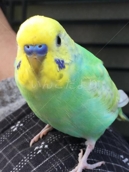 迷い鳥の写真