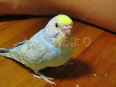 迷い鳥の写真
