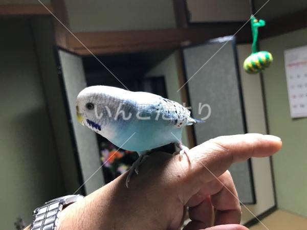 迷い鳥の写真