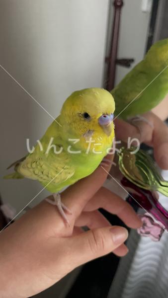 迷い鳥の写真