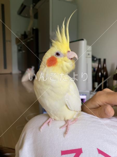 迷い鳥の写真