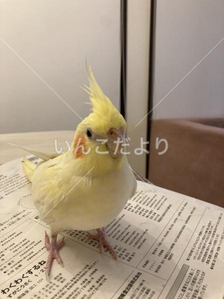 迷い鳥の写真