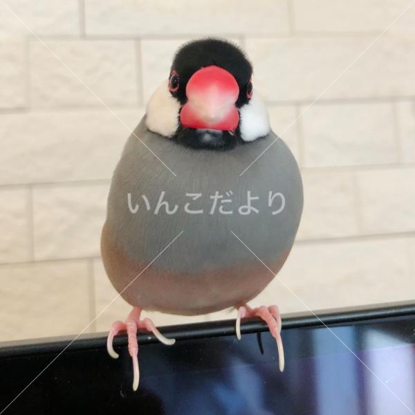 迷い鳥の写真