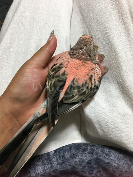 迷い鳥の写真