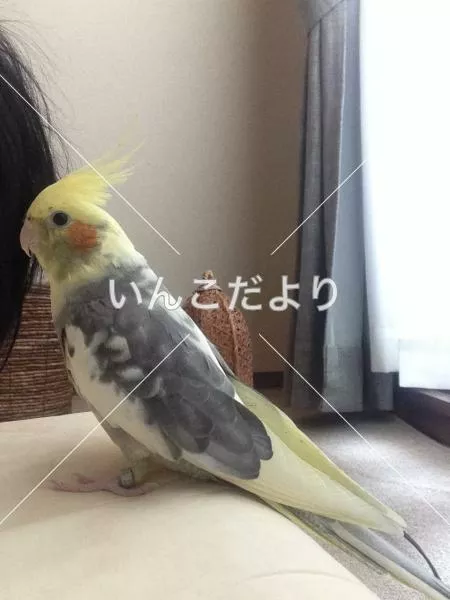 迷い鳥の写真