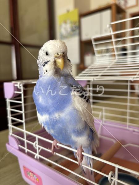 保護鳥の写真