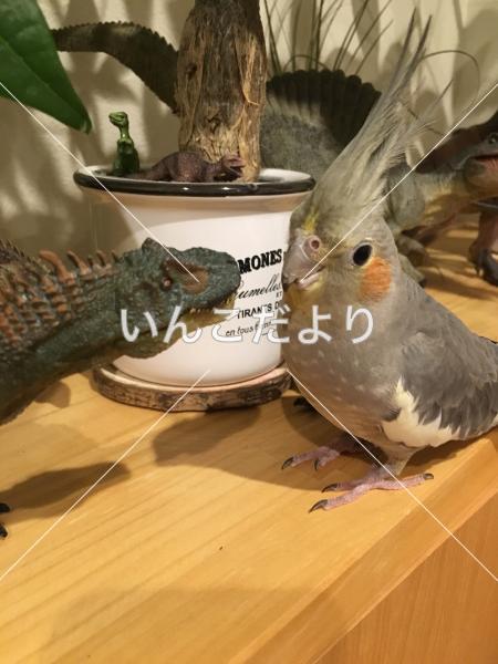 迷い鳥の写真
