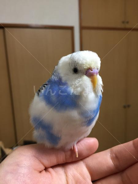 迷い鳥の写真