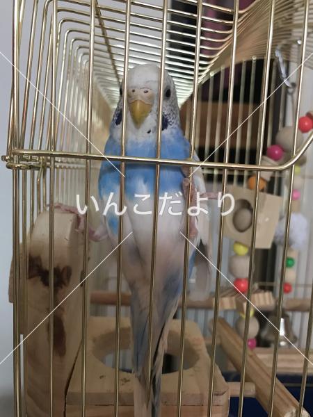 迷い鳥の写真