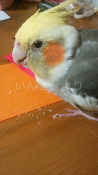 迷い鳥の写真