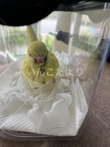 迷い鳥の写真