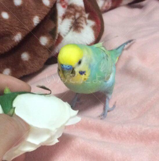 迷い鳥の写真