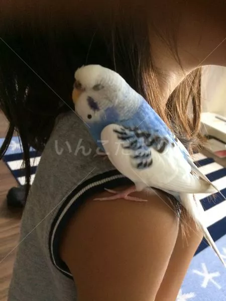 保護鳥の写真