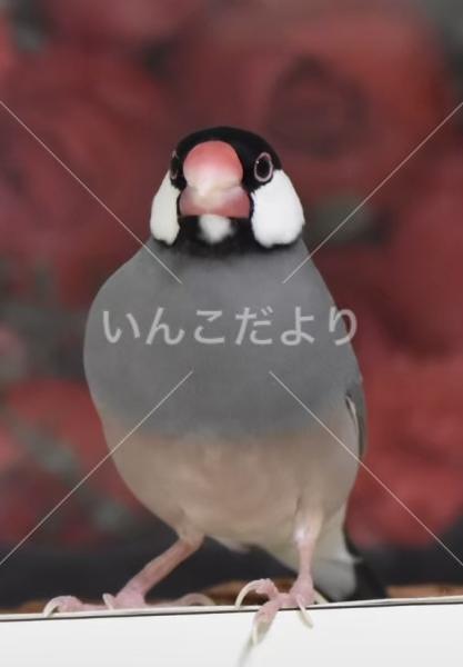 迷い鳥の写真