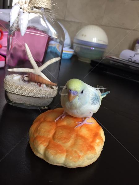 迷い鳥の写真
