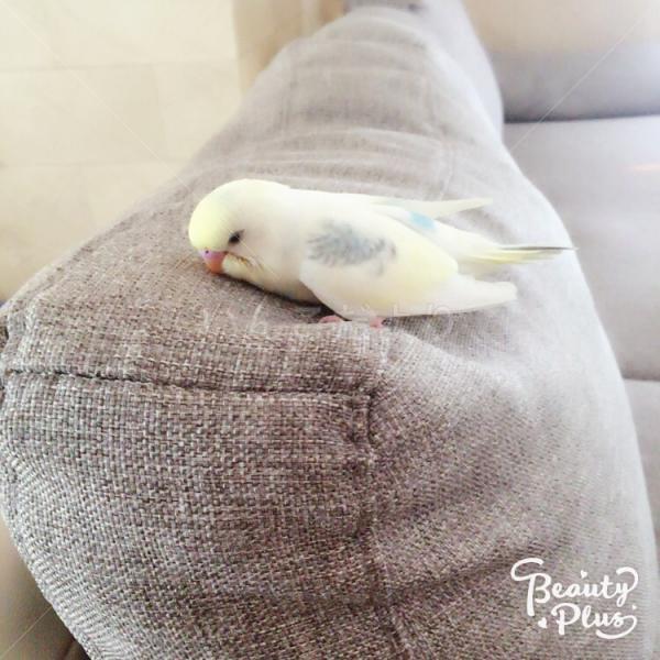 迷い鳥の写真