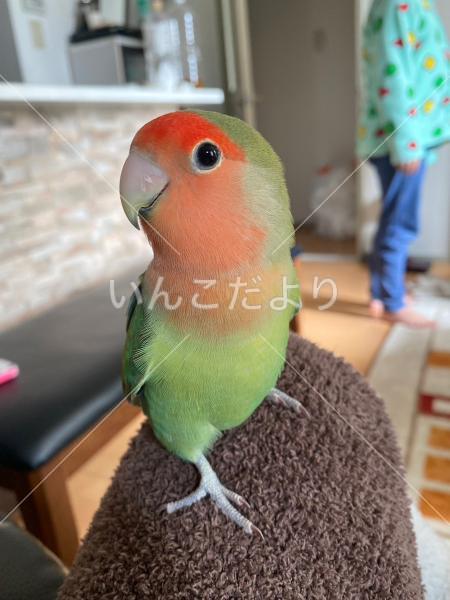 迷い鳥の写真