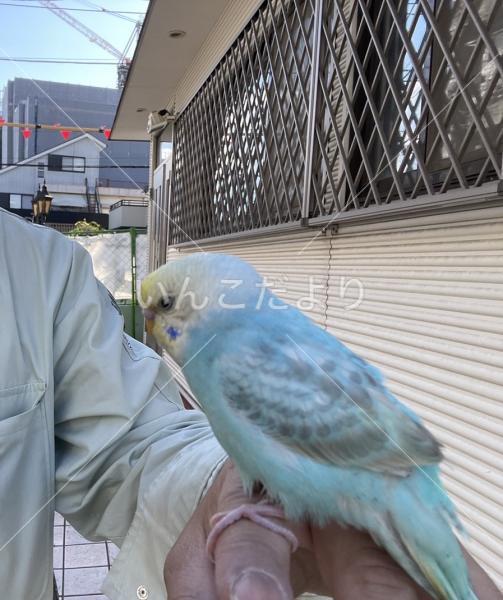 保護鳥の写真