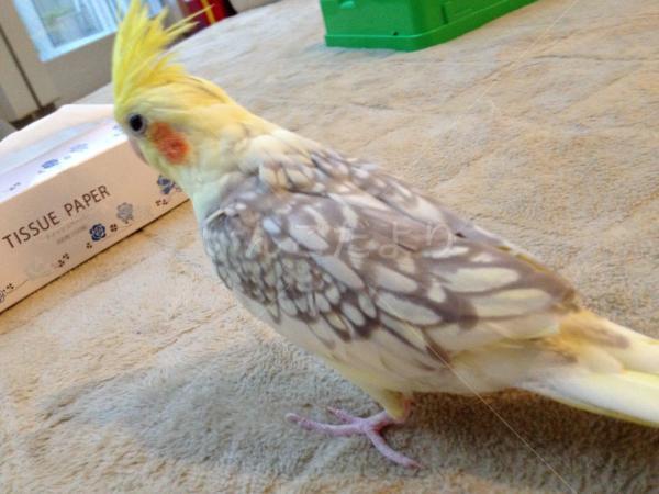 迷い鳥の写真