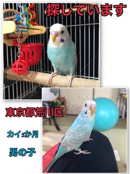 迷い鳥の写真