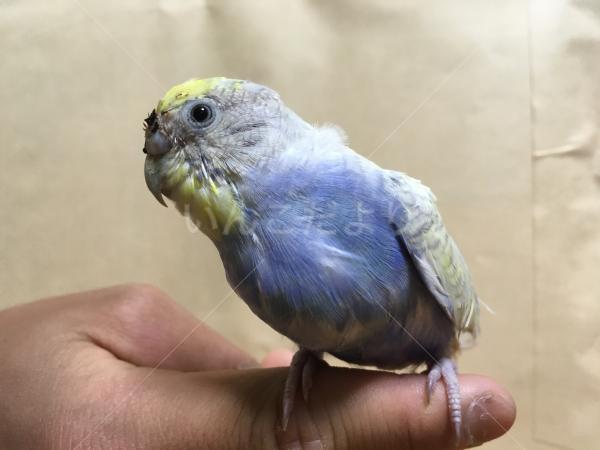 保護鳥の写真