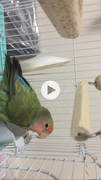 迷い鳥の写真