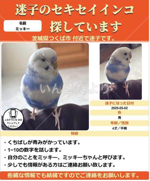 迷い鳥の写真