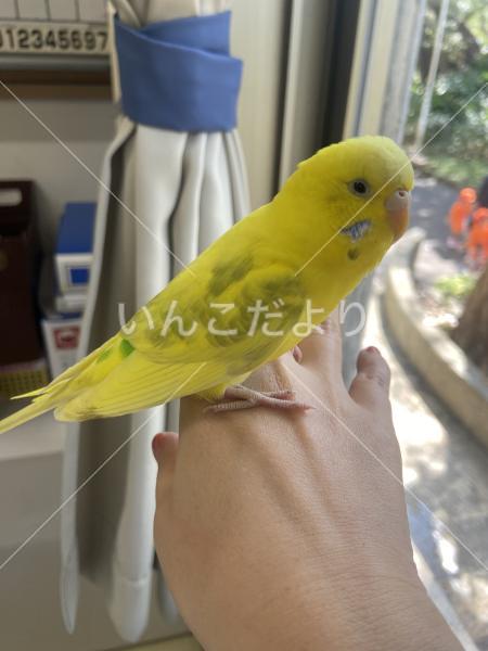 保護鳥の写真