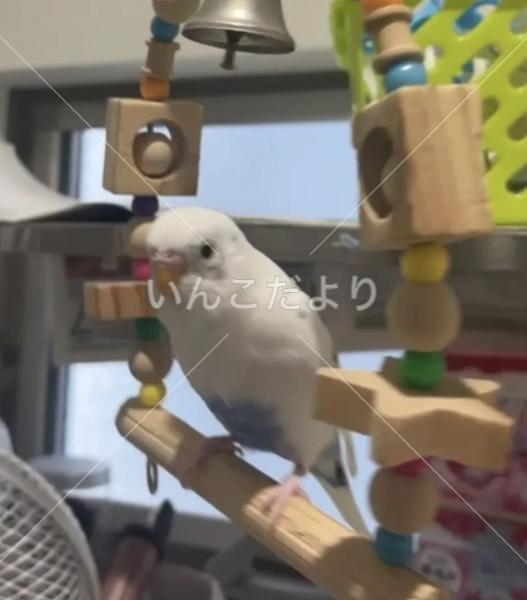 迷い鳥の写真