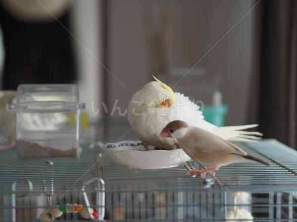 迷い鳥の写真