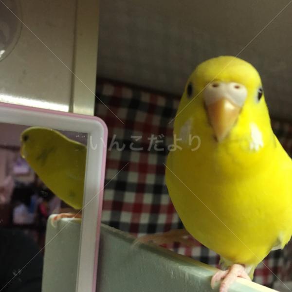 迷い鳥の写真