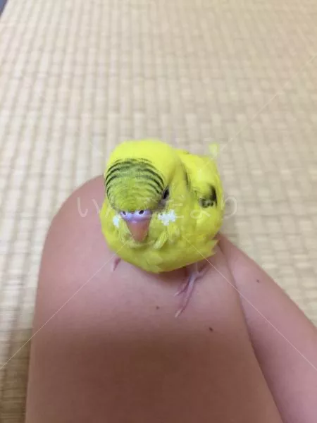 保護鳥の写真
