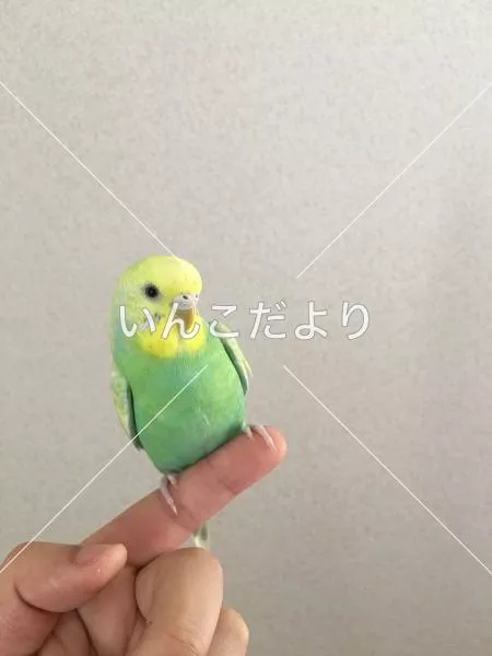 迷い鳥の写真