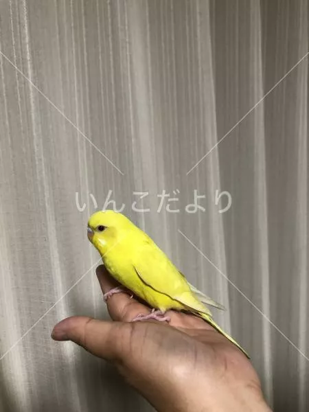 保護鳥の写真