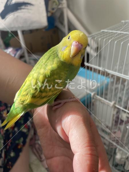 迷い鳥の写真