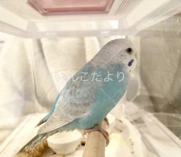 保護鳥の写真