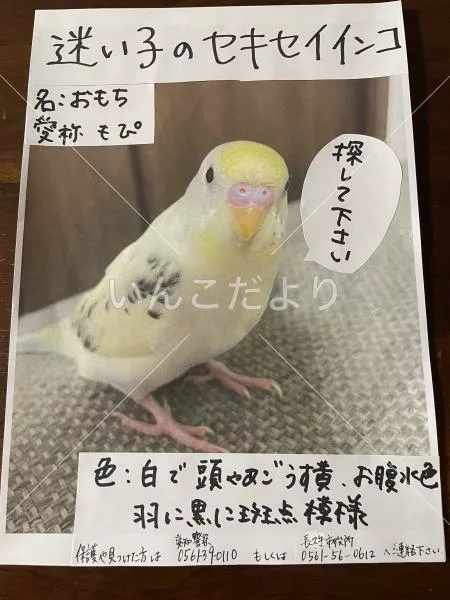 迷い鳥の写真