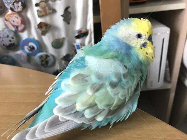 迷い鳥の写真