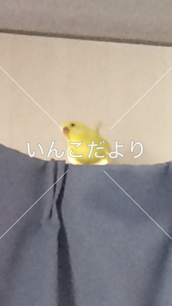 迷い鳥の写真
