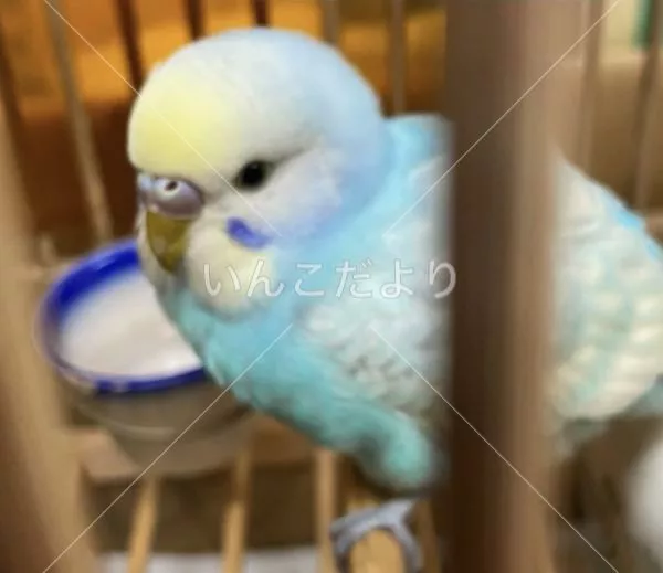 保護鳥の写真